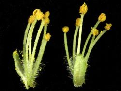Salix pentandra. Male flowers.
 Image: D. Glenny © Landcare Research 2020 CC BY 4.0